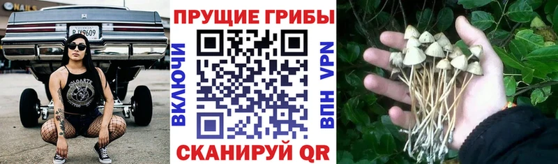 магазин  наркотиков  Катав-Ивановск  Галлюциногенные грибы Magic Shrooms 
